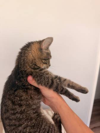 Bengal cat mix (Columbus)587889881404549123
