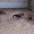 Richardson Reds and Grey Junglefowl 10 thumbnail
