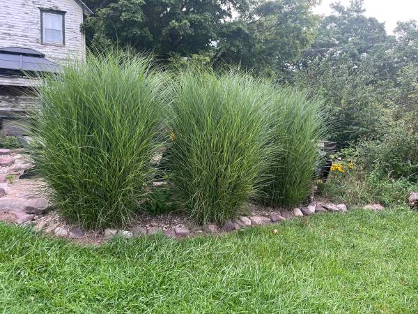 Oriental grasses 1