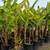 Banana Tree 🍌🍌 12 thumbnail