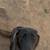 Belgian Malinois 8 month old female 2 thumbnail