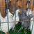 Pigeons 16 thumbnail