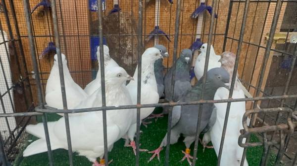 Pigeons (Glenview)5506848708054323215