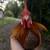 Bantam rooster 2 thumbnail