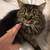 5 year old tabby 2 thumbnail