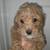 Mini goldendoodle 2 thumbnail
