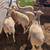 Goats, sheep, chickens 10 thumbnail
