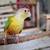 Green cheek conures 4 thumbnail