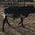 Florida Cracker Cattle Bull Calf 3 thumbnail