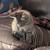 FOUND KITTENS 2 thumbnail