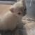 Siamese Kittens 4 thumbnail