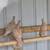 Homing pigeons 3 thumbnail