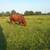 For Sale Full Blooded  BeefMaster Bull out of reg stock 3 thumbnail