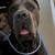 Cane Corso puppies 7 thumbnail