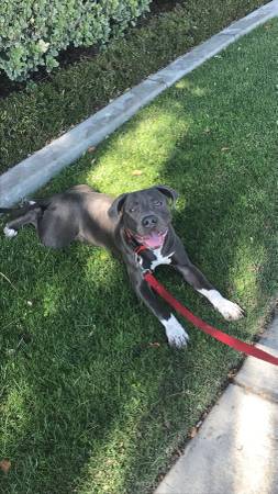 Rehoming dog63677748843009120