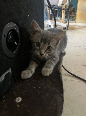 Kittens (Escondido)63894716166402120