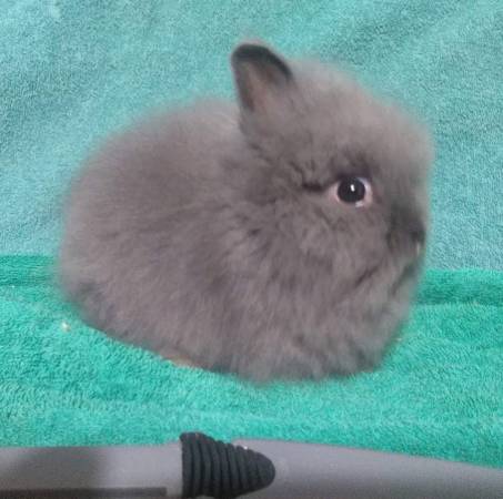 Lionhead Bunnies/ Rabbits 1