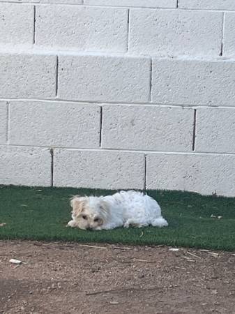 Shih Tzu Maltipoo (Mesa)63905906439171123