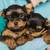 Tiny Personality (Three 32) 900-9560 1 thumbnail