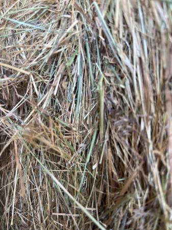 2 string grass hay 1