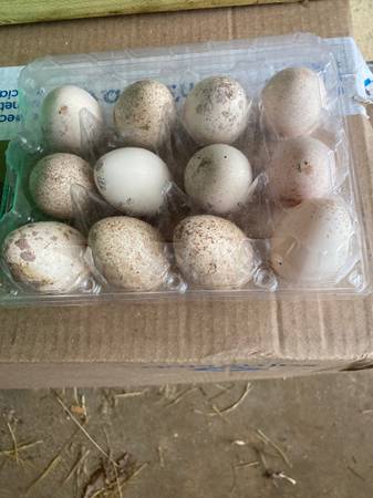 Turkey eggs 1