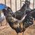 AYAM CEMANI CULLS 1 thumbnail