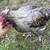 Olive egger roo 2 thumbnail