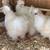 Chickens silkie 1 thumbnail