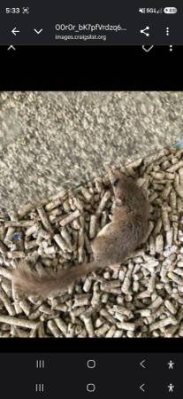 Micro Squirrels ( African pygmy dormice) (South Kansas City)