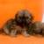 Perritos shihztu 3 thumbnail