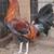 Game chickens 4 thumbnail
