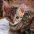 Bengal KiityRehoming 929 8five7 4478 2 thumbnail
