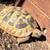 Herman’s tortoise 1 thumbnail