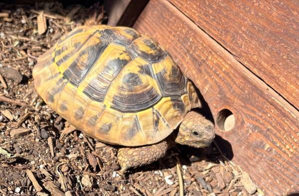 Herman’s tortoise 1