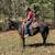 Quarter Horse/Pony Size Mare Gentle Broke to Ride - Beyonce 2 thumbnail