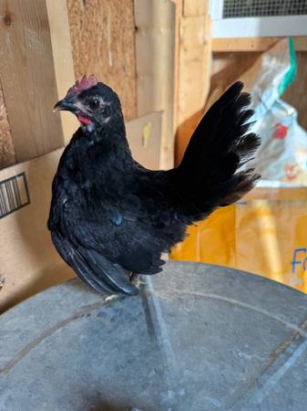 chickens 1