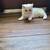 Persian kitten 8 thumbnail