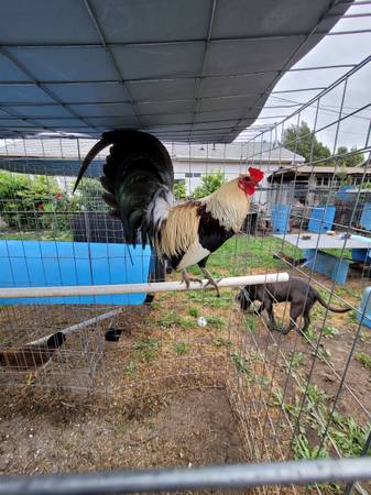 Gallos 1