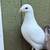 Young pigeons 3 thumbnail