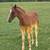 2025 AQHA *Chicks Beduino, Peptoboonsmal, Corona Cartel* Stud colt 7 thumbnail