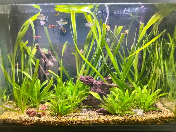 Complete 29g Freshwater Aquarium 1