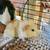 Male Guinea pigs 1 thumbnail