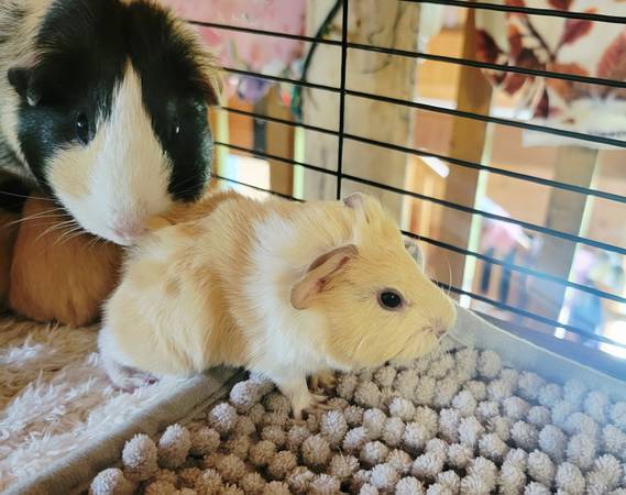 Male Guinea pigs 1