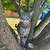 Lost Cat - Have you seen him? 1 thumbnail