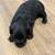 Rehoming 4 puppies 11 thumbnail