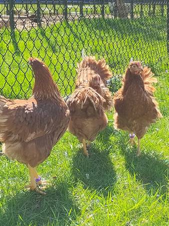 Hy-Line Brown Pullets, Ready-to-Lay 1
