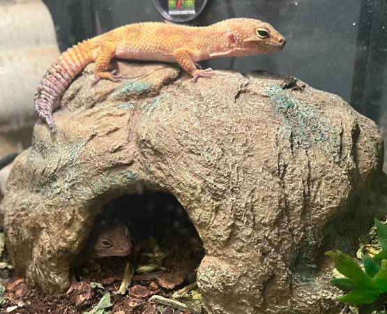 Leopard Geckos 1