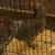 Beautiful Rooster for sale 3 thumbnail