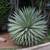 Agave angustifolia ///// Caribbean Agave --- 5 gallon 1 thumbnail