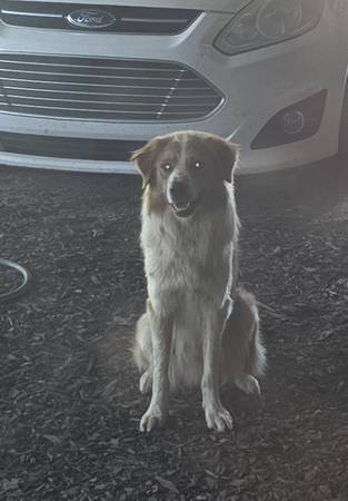 Un buen perro necesita un hogar seguro (Esperanza)